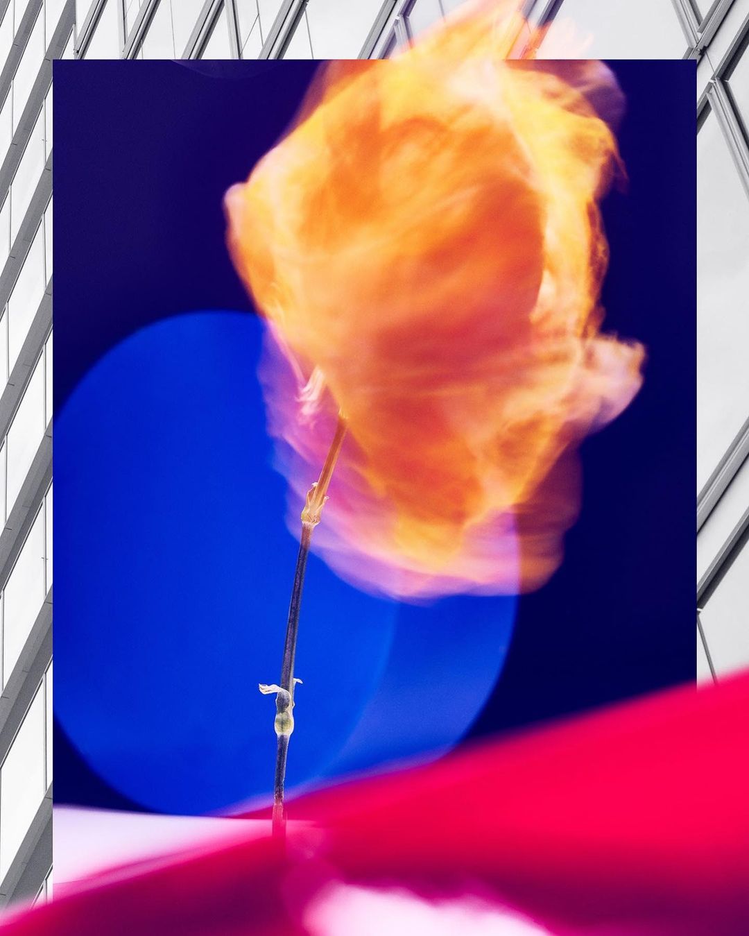 Abstract floral art featuring an orange flower with a blurred effect, set against blue and red tones, contrasted by architectural background.
