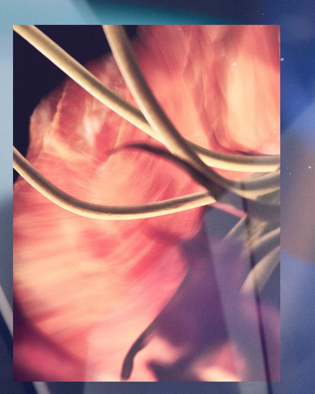 Abstract blurred view of pink flower petals with curving white filaments set against a partially teal and blue background.