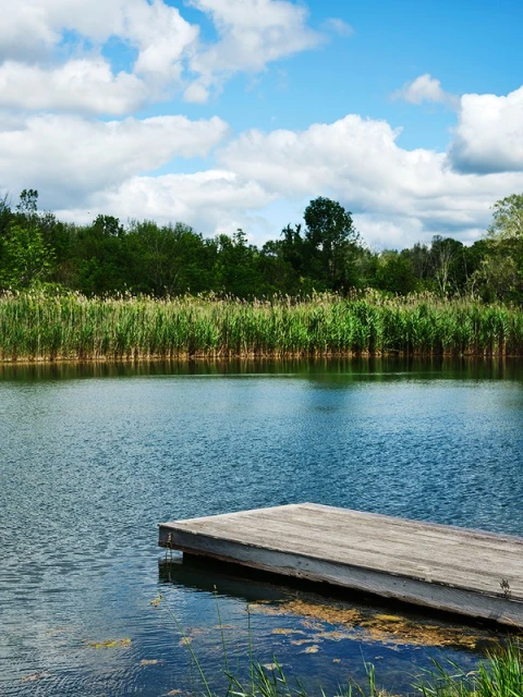 A serene image of a wooden dock extending into a calm body of water, surrounded by lush green reeds, trees, and a cloudy blue sky.