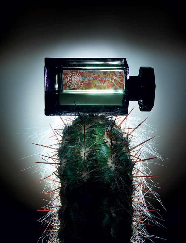 Fragrance bottle sits atop a green cactus with long white needles in a studio setting with a black background and bright lighting.