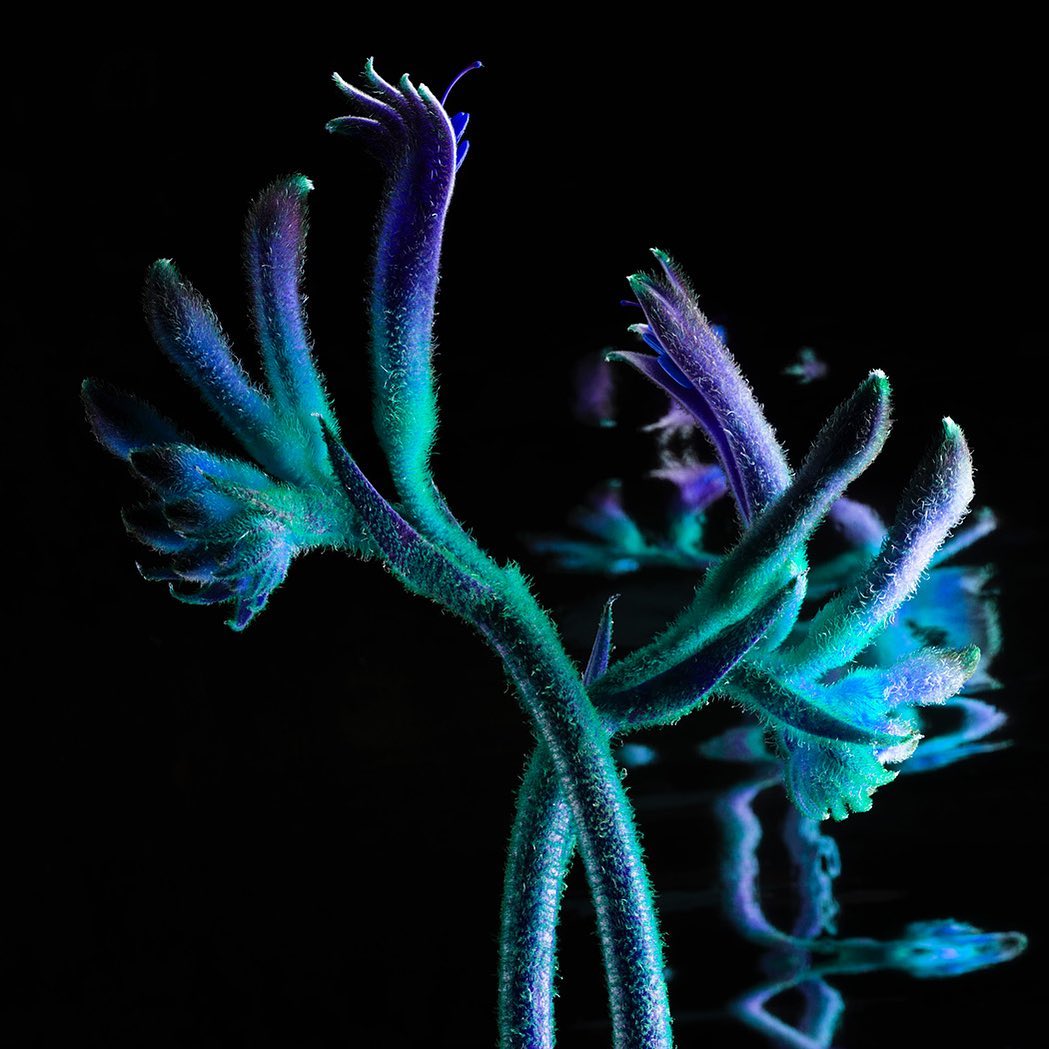 Closeup of kangaroo paw flower in shades of purple, teal, and blue against a black backdrop, with reflection and water droplets.