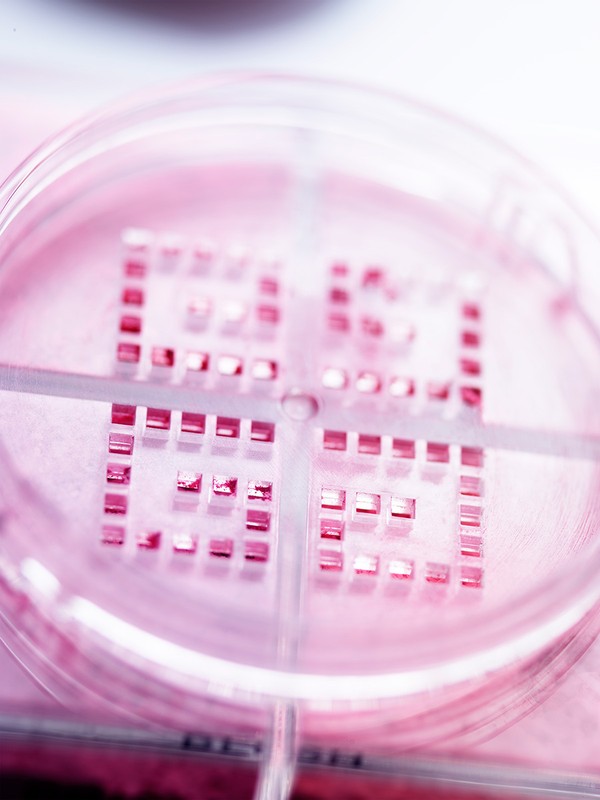 Petri dish filled with a grid of small, reflective squares, set against a muted pink and white background, viewed at an angle.