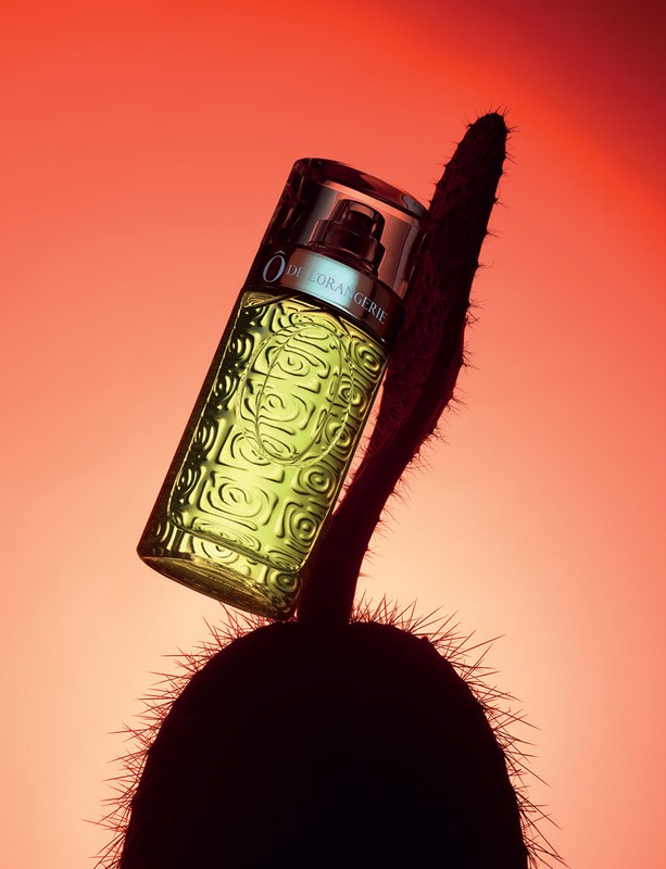 A perfume bottle rests on a cactus against a warm red gradient backdrop, creating a striking contrast of texture and color.