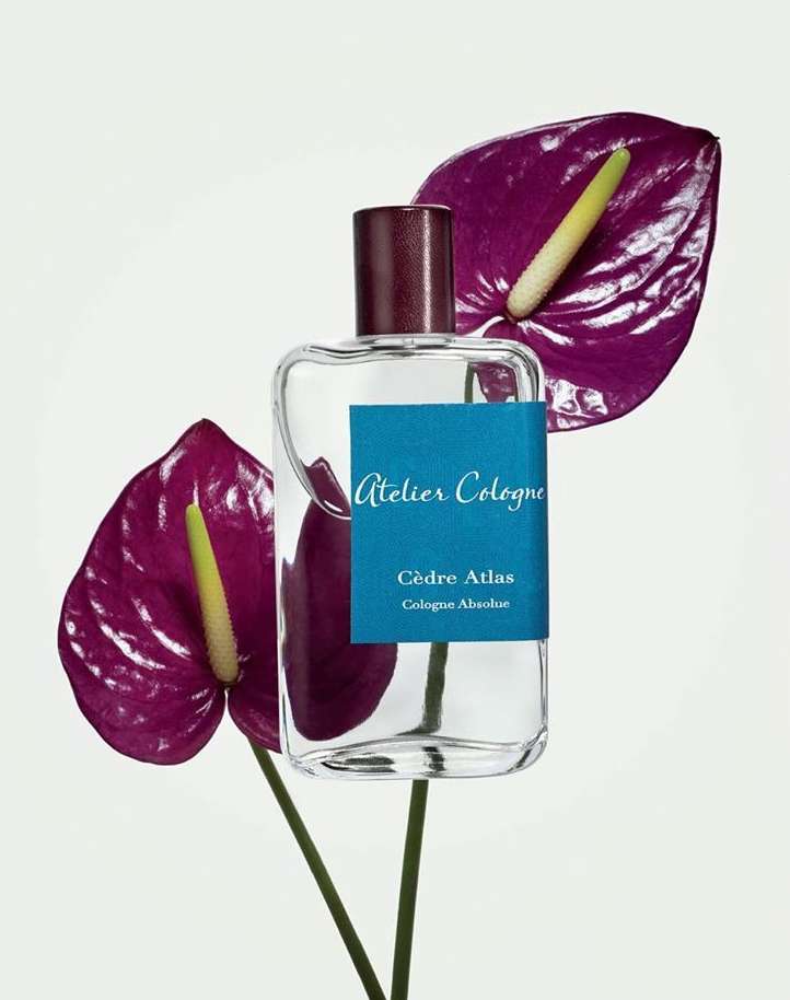 Atelier Cologne Cedre Atlas perfume bottle on a white background, surrounded by two vibrant purple Anthurium flower blossoms.