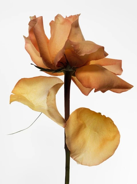 Close-up studio shot of a single peach-colored rose with a dark stem against a white background, highlighting the delicate petals.