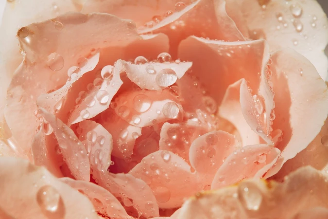 Macro photograph of a pale pink rose covered in dewdrops by photographer Kat Borchart