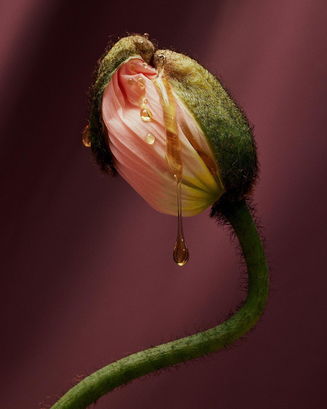 Close-up shot of a pale pink poppy bud with water droplets and honey dripping down the petals, set against a dark pink backdrop.
