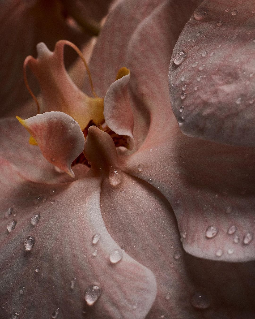 Close-up shot of a peach-colored orchid covered in water droplets, highlighting its delicate petals and intricate floral structure.