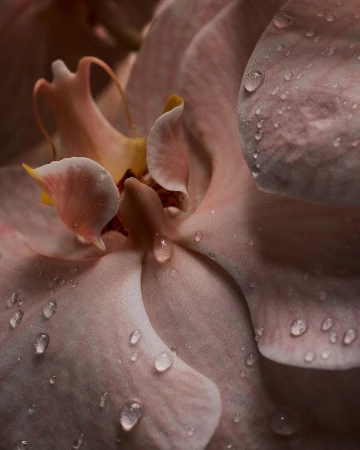 Close-up shot of a peach-colored orchid covered in water droplets, highlighting its delicate petals and intricate floral structure.