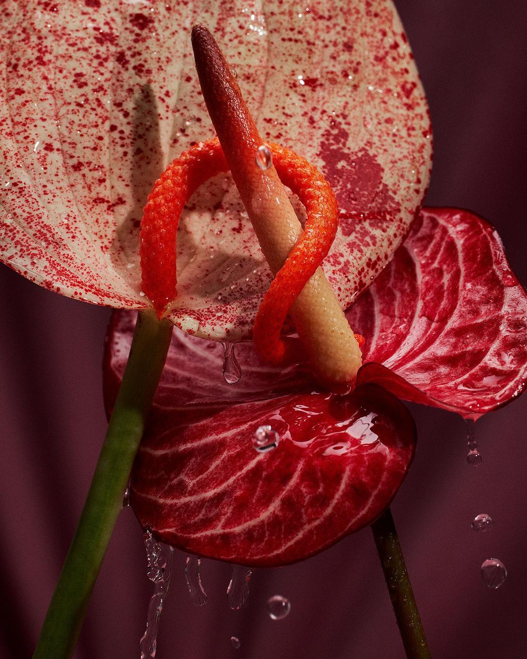 Close-up of two anthurium flowers, one red and one spotted white and red, with water droplets and a deep pink background.