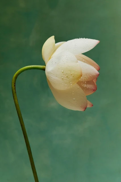 Close-up of a white lotus flower with water droplets, its stem curving against a blurred teal background, creating a serene floral image.