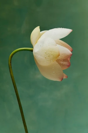 Close-up of a white lotus flower with water droplets, its stem curving against a blurred teal background, creating a serene floral image.