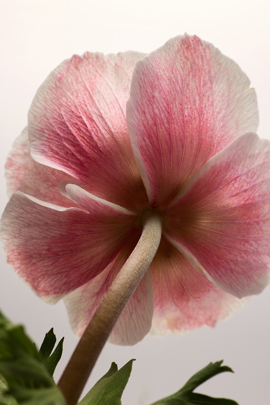 Close-up of a single pink anemone flower showing the stem and green leaves against a white background in a vertical composition.