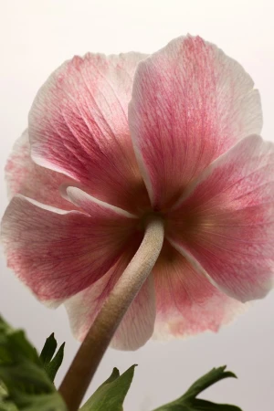 Close-up of a single pink anemone flower showing the stem and green leaves against a white background in a vertical composition.