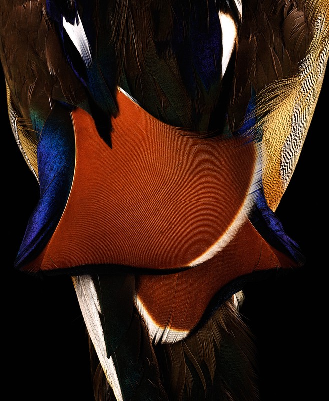 Close-up of iridescent feathers in hues of orange, white, blue, and brown set against a solid black background, showcasing nature's texture.