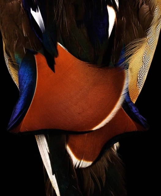 Close-up of iridescent feathers in hues of orange, white, blue, and brown set against a solid black background, showcasing nature's texture.