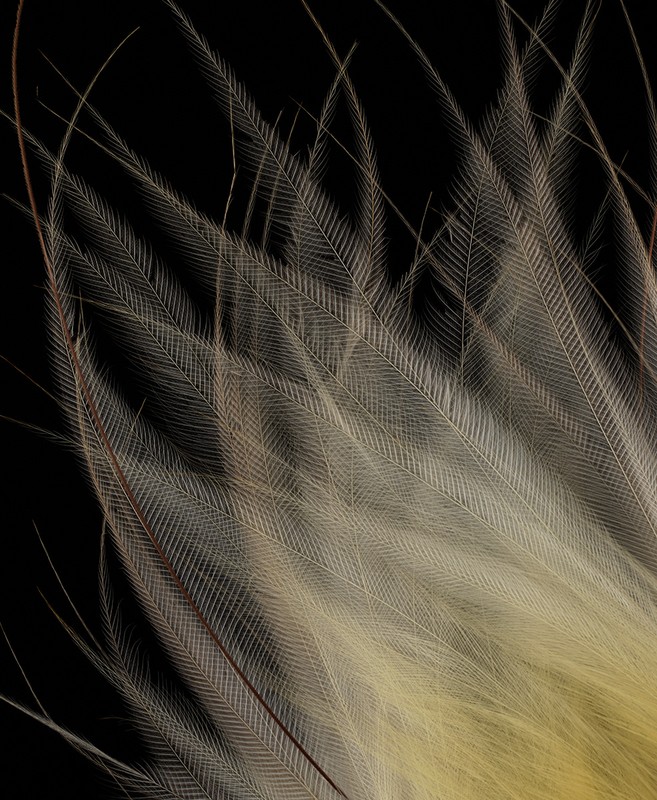 Macro photograph showcasing a cluster of delicate, tan-colored feathers against a stark black background, highlighting the intricate details.