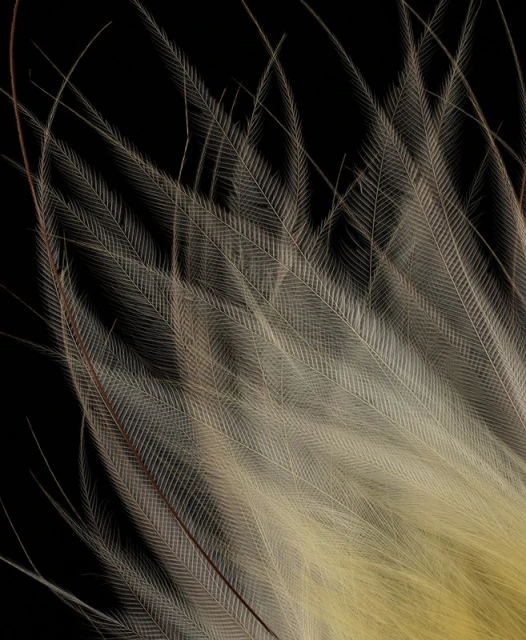 Macro photograph showcasing a cluster of delicate, tan-colored feathers against a stark black background, highlighting the intricate details.