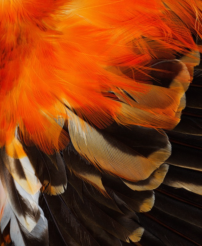 A macro shot showcasing the vibrant orange and black feathers of a bird, with details of the feather patterns and textures.