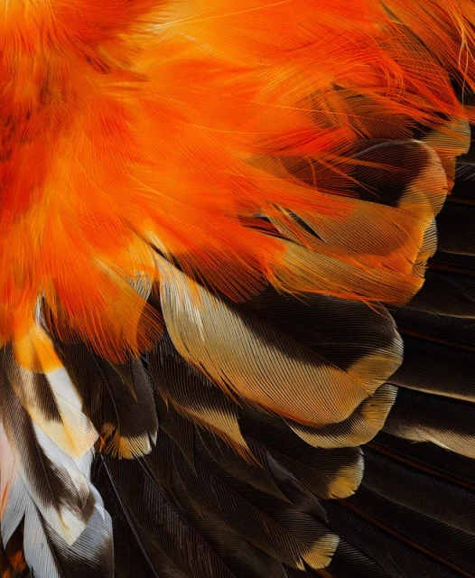 A macro shot showcasing the vibrant orange and black feathers of a bird, with details of the feather patterns and textures.