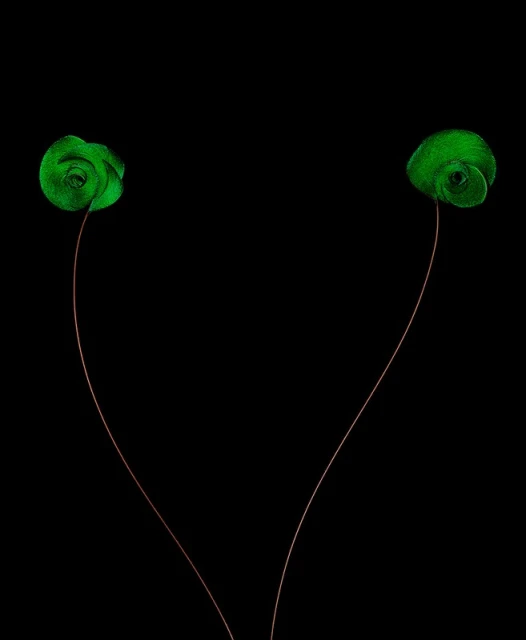 Green floral artwork on a black backdrop featuring two stylized flowers with delicate stems creating a simple yet elegant visual composition.