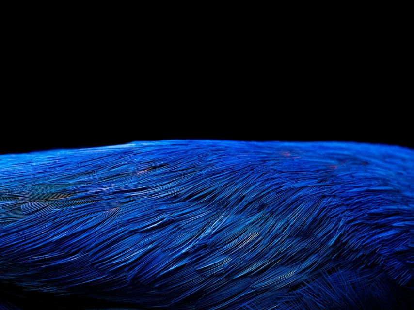Close-up of textured bird plumage with dark blue feathers against a stark black background, highlighting feather structure.