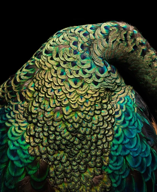 Detailed close-up of a peacock's plumage with vibrant greens and golds against a stark black background showcasing feather texture.