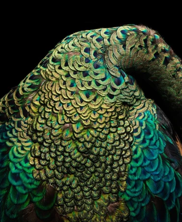 Detailed close-up of a peacock's plumage with vibrant greens and golds against a stark black background showcasing feather texture.