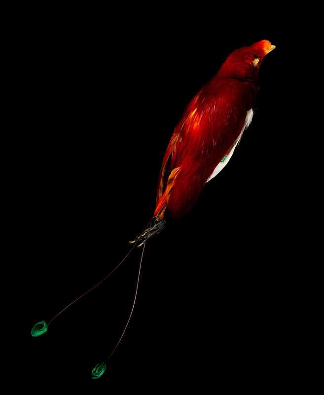 A vibrant red bird of paradise with long, thin tail feathers and bright green tips, isolated against a stark black backdrop in a studio setting.