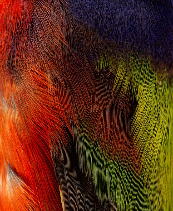 Close-up abstract of colorful feathers with vivid hues of red, orange, yellow, green, and dark blue.