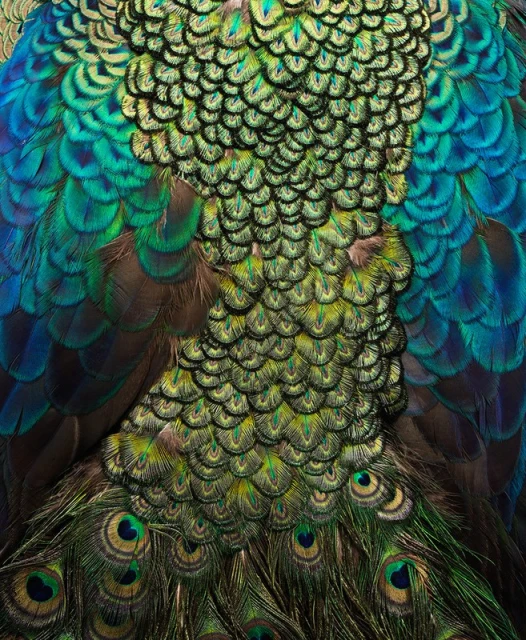 Detailed close-up showcases the intricate patterns and vibrant color gradients of peacock feathers, highlighting their iridescent beauty and texture.