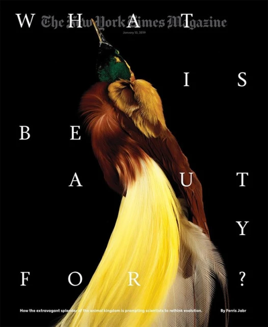Magazine cover featuring a bird of paradise with vibrant yellow and brown feathers set against a stark black background with white text.