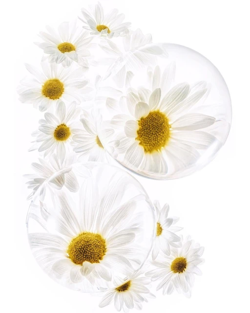 White daisy flowers arranged with water droplets creating a clean, minimalist aesthetic on a bright white background in a studio shot.