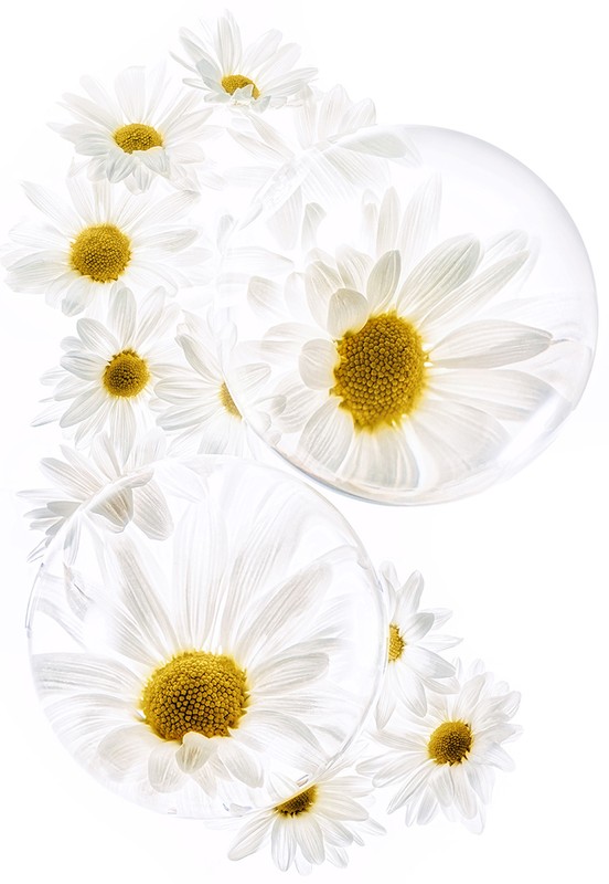 White daisy flowers are grouped and isolated on a bright white background, some flowers are partially enclosed in transparent spheres.
