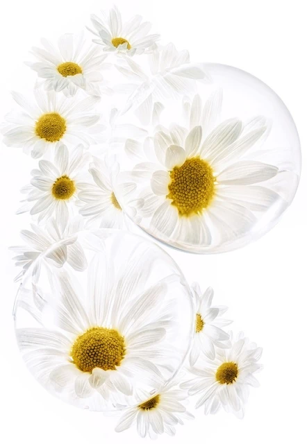 White daisy flowers are grouped and isolated on a bright white background, some flowers are partially enclosed in transparent spheres.