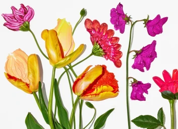 Close-up of botanical art featuring colorful flower petals crafted from cosmetic textures against a white background
