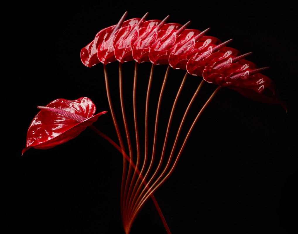Multiple red anthurium flowers in a repeating pattern against a black background, with glossy leaves and spadix, and long stems.