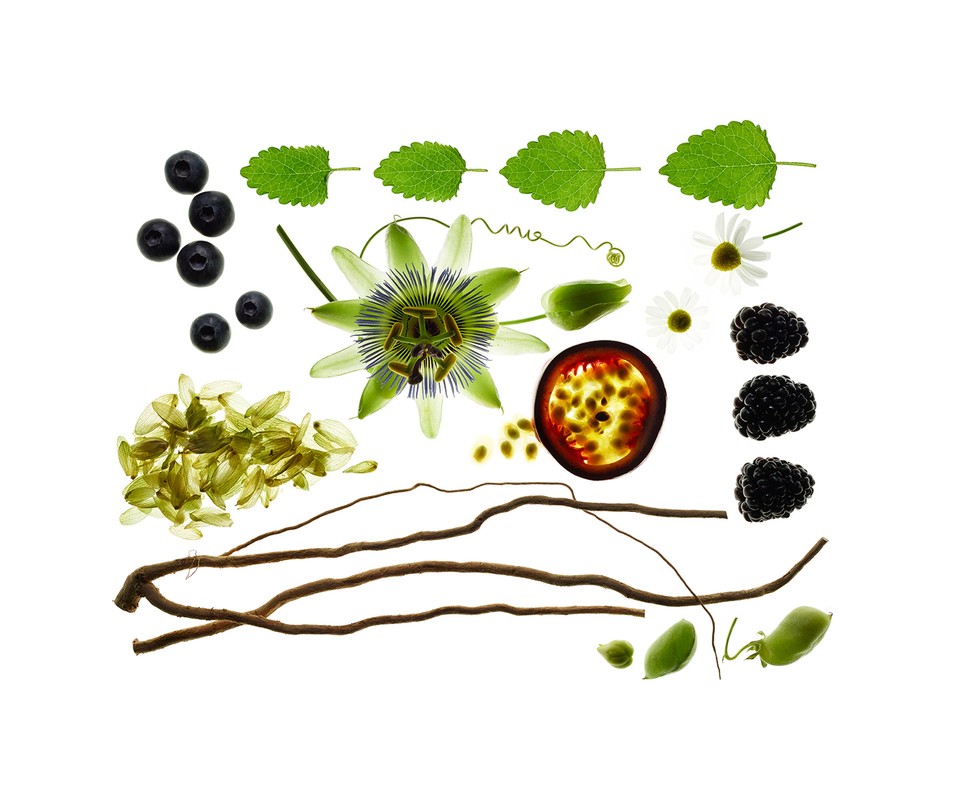 Overhead shot of a white background filled with blackberries, blueberries, passionfruit, chamomile, passionflower, root, seeds, and leaves.