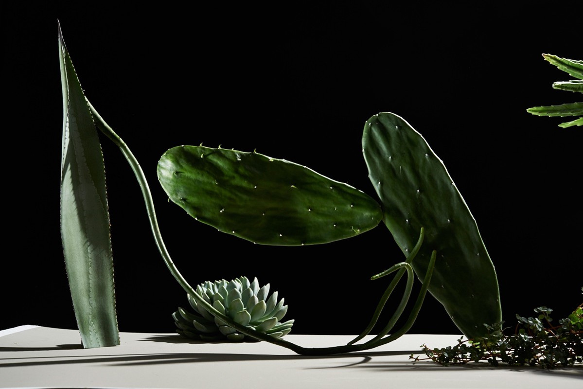 Still life of various green succulent plants including agave, cactus, and echeveria against a solid black background on a white surface.