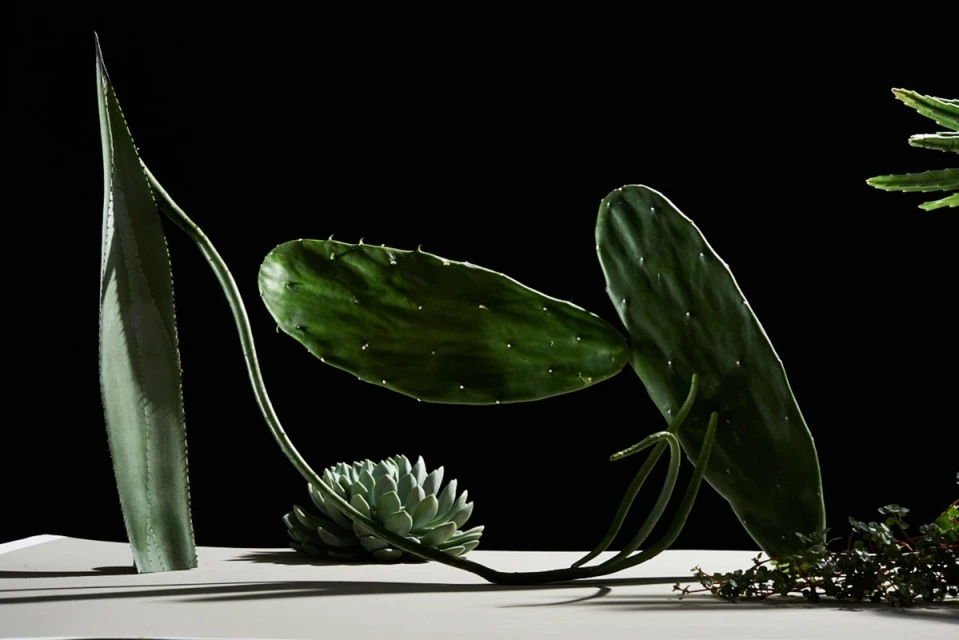 Still life of various green succulent plants including agave, cactus, and echeveria against a solid black background on a white surface.