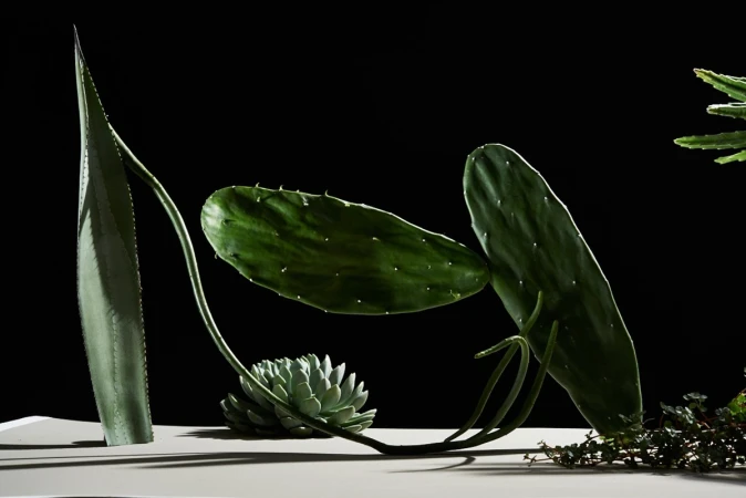 Still life of various green succulent plants including agave, cactus, and echeveria against a solid black background on a white surface.