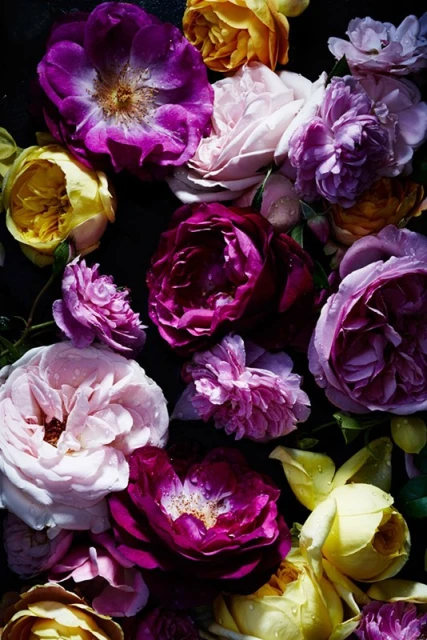 Floral arrangement featuring roses in shades of pink, purple, and yellow on a dark background, highlighting the texture and color contrast.