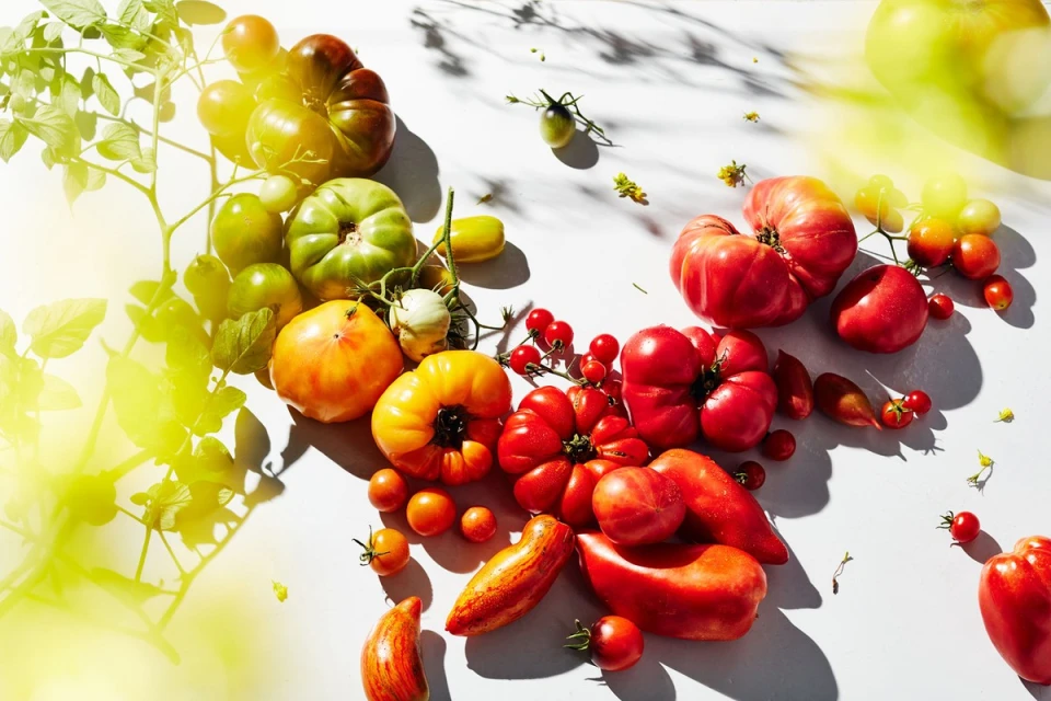 Assortment of colorful heirloom tomatoes, cherry tomatoes, and vine tomatoes in red, green, yellow, and orange hues on a white surface.