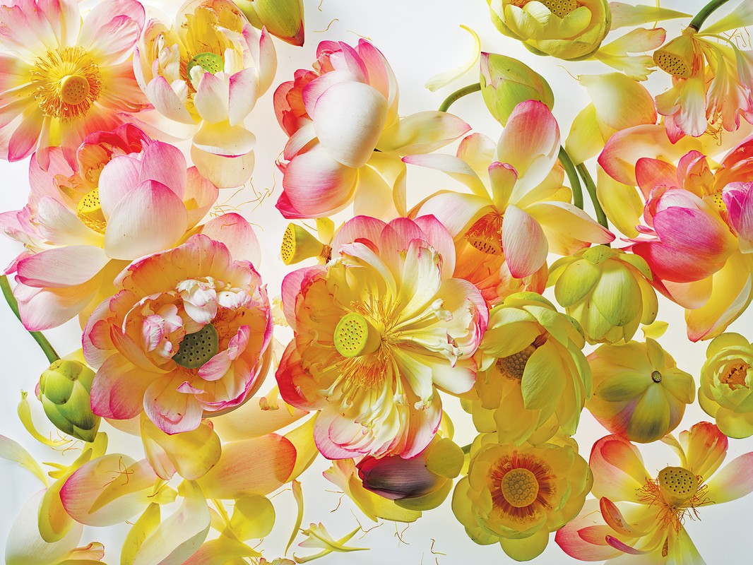 Overhead floral arrangement of pink and yellow lotus blossoms and buds on a bright background, creating a vibrant floral display.