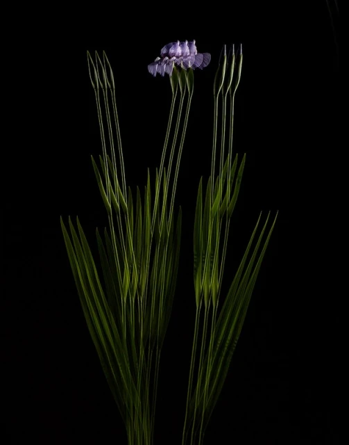 Close-up photography showcases a purple flower with long green stems against a stark black background, highlighting its intricate details.