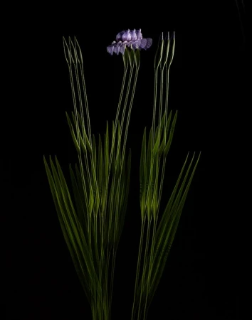 Close-up photography showcases a purple flower with long green stems against a stark black background, highlighting its intricate details.