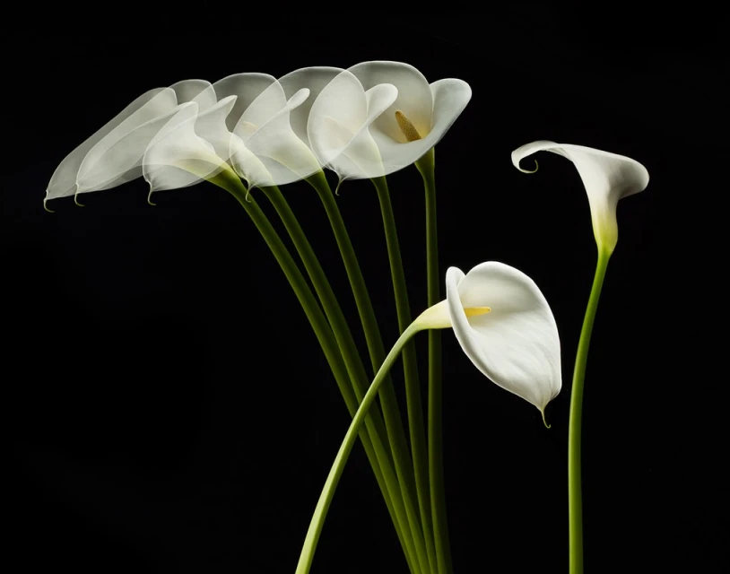 Elegant photographic still life of white calla lilies against a stark black background, showcasing their delicate form and ethereal beauty.