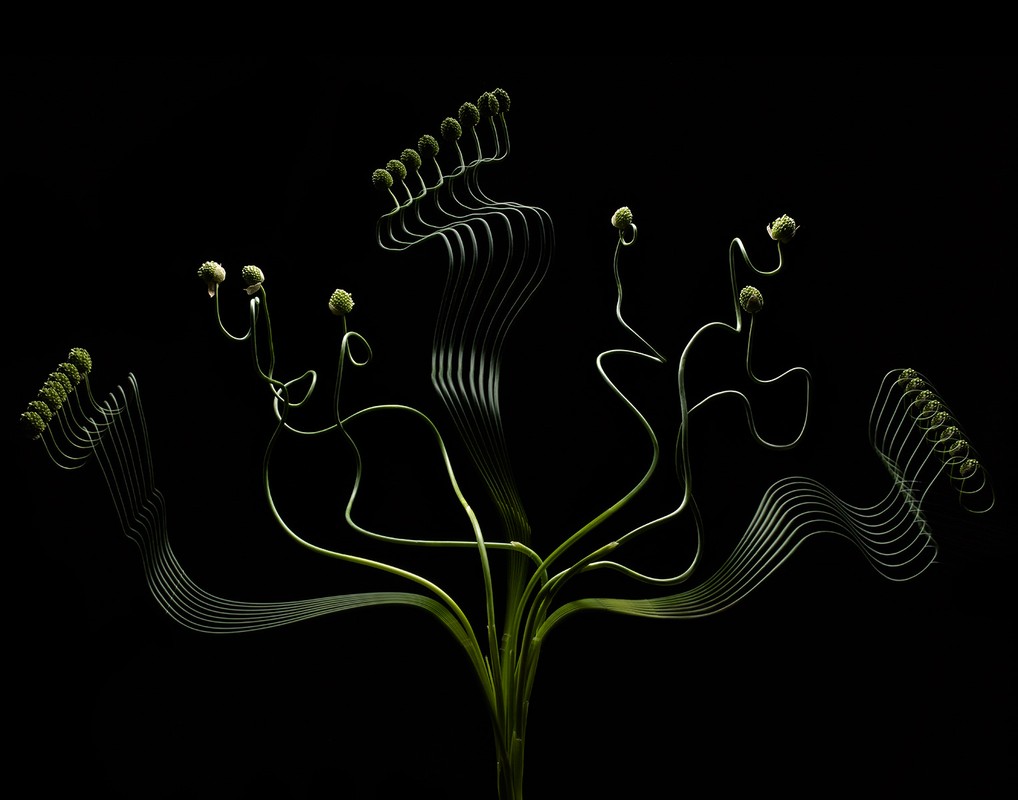 Botanical art photography featuring abstract green allium flower arrangement against a stark black background, showcasing nature's design.