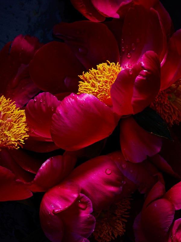 Close-up photograph of vibrant pink flower petals with dewdrops, centered around yellow stamens, set against a dark, blurred background.