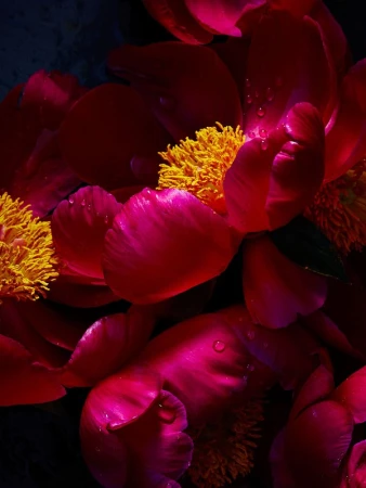 Close-up photograph of vibrant pink flower petals with dewdrops, centered around yellow stamens, set against a dark, blurred background.